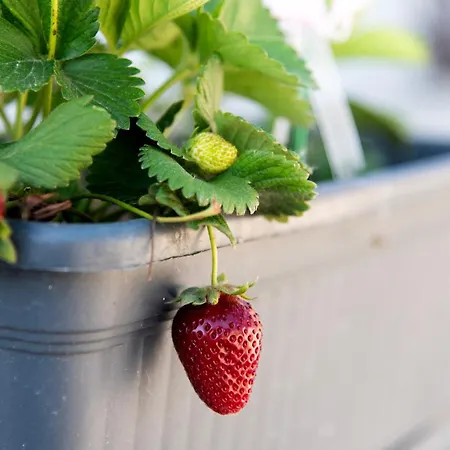 Anndora Σπίτι διακοπών Χαλκίδα