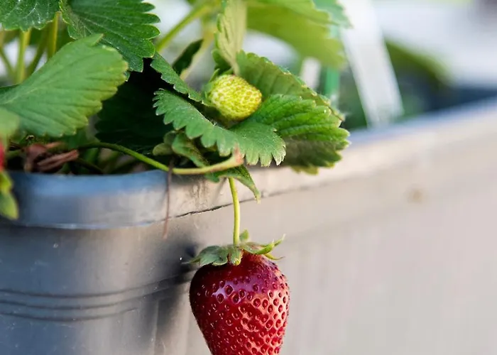 Anndora Σπίτι διακοπών Χαλκίδα