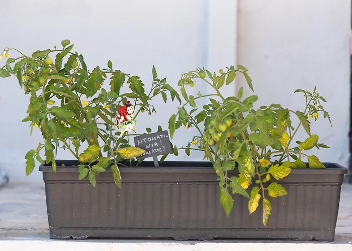 Anndora Χαλκίδα